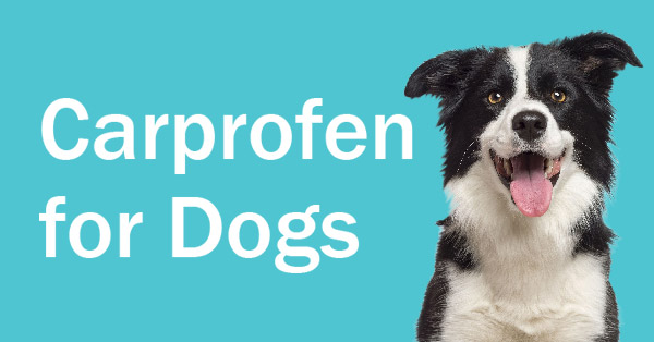 Carprofen for Dogs