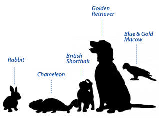 Silhouettes