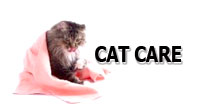 Cat Supplies Cat Care