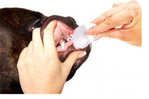Ora-clens wipes in use