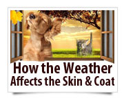 how the weather affects the skin and coat