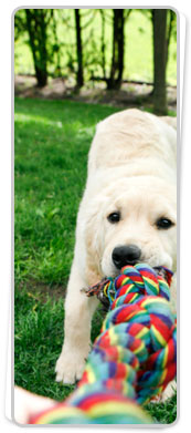 Health dogs avoid these harmful foods