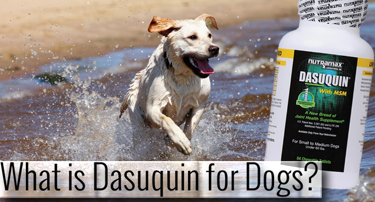  What Is Dasuquin For Dogs EntirelyPets