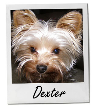 Pet of the Week photo