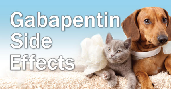 Gabapentin Side Effects EntirelyPets Rx