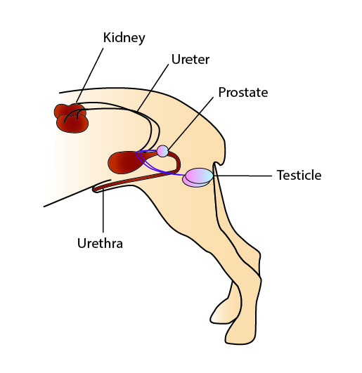 The Urinary Tract. Kidney Ureter Prostate Testicle Urethra.